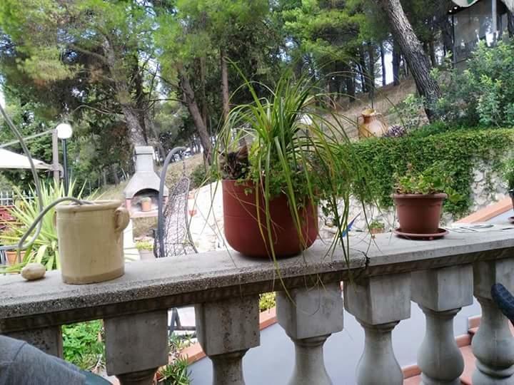 B&B Peschici Rooms Dış mekan fotoğraf